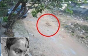 बिलासपुर में PM श्री स्कूल के अंदर कुत्ते ने छात्र-टीचर को नोचा