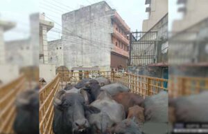 रायपुर नगर निगम ने डेयरी संचालक पर लगाया 10000 का ई-जुर्माना