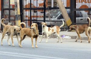 रायगढ़ में कुत्तों को नसबंदी के बाद बिरयानी? कांग्रेस और मेयर के बीच सत्ता-विपक्ष की भिड़ंत