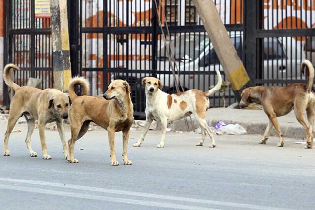 dog_A_58_5.jpg