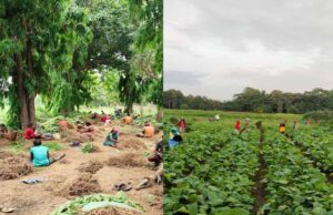 हरित आजीविका की मिसाल: लेमनग्रास खेती से महिलाओं की आर्थिक उड़ान