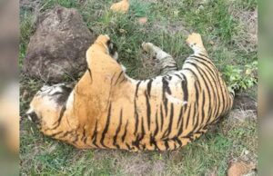 मां से बिछड़े ‘कान्हा’ बाघ की मौत, 27 दिन पहले छोड़ा गया जंगल में, दुर्गावती रिजर्व के कोर एरिया में मिला शव