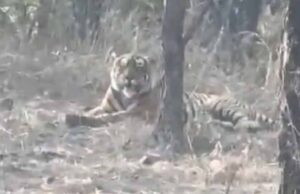 कूनो नेशनल पार्क में चीतों के बीच बाघ की एंट्री, पहली बार कैमरे में कैद हुई तस्वीर