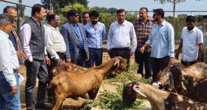 मध्य प्रदेश में बकरी पालन पर 50% सब्सिडी, सरकार की स्कीम से किसानों के लिए बन रहा है सुपरहिट बिजनेस