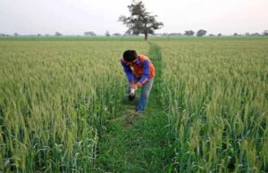 106830 किसानों को आज होगा 407 करोड़ का भुगतान