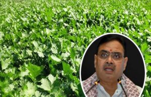 सीएम भजनलाल की होली से पहले बड़ी घोषणा से खुशी से झूमे धनिया किसान-व्यापारी