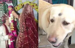 शादी के मंडप में बवाल: कुत्ते को लेकर भिड़े दोनों पक्ष, लाठी-डंडे चले, चार घायल