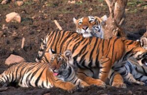 Bandhavgarh Tiger Reserve में बाघों की रहस्यमयी मौतें, 50% मामलों में समान कारण, हाईकोर्ट में सुनवाई