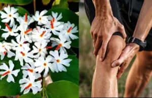 फूल भी करते हैं दवा का काम, इन रोगों में ये हैं रामबाण