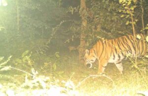 सीमा पर दहशत का बाघ: मवेशी पर झपटा, जान बचाने पेड़ पर चढ़े ग्रामीण