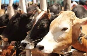 गौ तस्करी पर बड़ा एक्शन: मेवात में 54 एनकाउंटर के बाद अब संपत्ति जब्त करेगी पुलिस