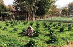 सब्जी उत्पादन से आरती की सालाना आय पहुँची 1.13 लाख