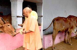 गोमाता को खिलाया गुड़, जन प्रतिनिधियों से भी किया संवाद