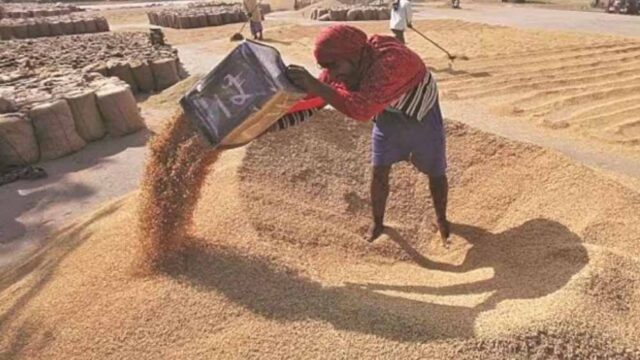 wheat_A_45_1.jpg