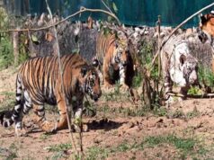 नाहरगढ़ बायोलॉजिकल पार्क: बाघ बाघिन ‘रानी’ के पांच शावकों का खास जश्न