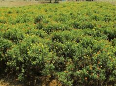 ताराचंडी धाम तक पहुंच रही फूलों की खुशबू, सरकारी मदद की उठी मांग