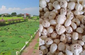 मखाना खेती पर सरकार मेहरबान, अररिया के किसानों को 75 फीसदी तक अनुदान