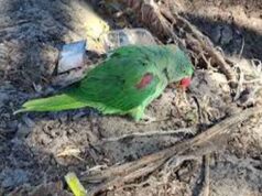 अवैध तोता कारोबार पर छापा पड़ा भारी, जगदलपुर में वन विभाग की टीम पर हमला