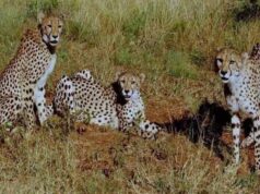 कूनो में चीतों का सफल प्रजनन, 4 मादा चीतों ने 3 महीने में दी संतान, जंगल में प्रजनन को बताया टास्क