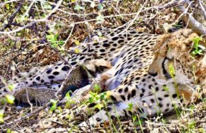 प्रोजेक्ट चीता की बड़ी सफलता-कूनो में 57 हुये चीते