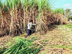 पटना: चीनी मिलों ने गन्ना मूल्य भुगतान में दिखाई तेजी, लगभग पूरा हुआ भुगतान