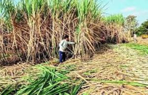पटना: चीनी मिलों ने गन्ना मूल्य भुगतान में दिखाई तेजी, लगभग पूरा हुआ भुगतान