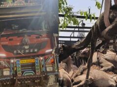 डीडवाना में पशु तस्करी का खुलासा, ट्रक से 21 ऊंट बरामद, दो की मौत