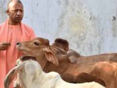 यूपी की गोशालाओं में तैनात होंगी ‘कृषि सखियां’, महिलाओं को मिलेगा रोजगार