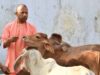 योगी सरकार का गो संरक्षण मॉडल: ‘हेता’ ब्रांड से A2 दूध और 150+ प्रोडक्ट्स की ग्लोबल पहचान