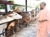योगी सरकार का डेयरी मास्टर प्लान : 2 से 25 गाय तक लाखों का अनुदान, किसानों को सीधा फायदा