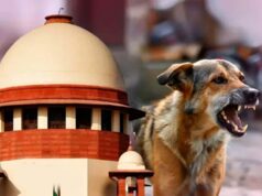 सुप्रीम कोर्ट के निर्देश लागू करना कितना आसान? आवारा कुत्तों के लिए सुविधाओं पर उठी बहस