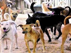 8.56 करोड़ खर्च फिर भी नहीं थमा डॉग बाइट संकट, भोपाल में एक भी शेल्टर नहीं