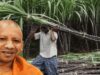 यूपी ने रचा इतिहास! गन्ना किसानों को 3.22 लाख करोड़ रुपये से ज्यादा का भुगतान