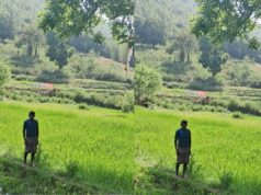 सिंचाई सुविधा से बदल रही तस्वीर, जिले में 3674 हेक्टेयर में गरमा खेती