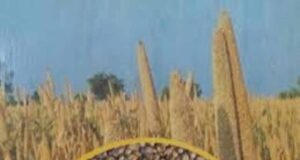 झारखंड सरकार ने जारी की 30 नई क्लाइमेट-फ्रेंडली फसलें