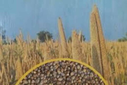झारखंड सरकार ने जारी की 30 नई क्लाइमेट-फ्रेंडली फसलें