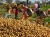 रिकॉर्ड उत्पादन के बाद संकट: यूपी के कोल्ड स्टोरेज भरने से किसानों की चिंता बढ़ी