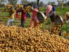 रिकॉर्ड उत्पादन के बाद संकट: यूपी के कोल्ड स्टोरेज भरने से किसानों की चिंता बढ़ी