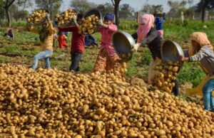 रिकॉर्ड उत्पादन के बाद संकट: यूपी के कोल्ड स्टोरेज भरने से किसानों की चिंता बढ़ी