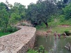वन भूमि पर जल संरक्षण का बड़ा कदम, भूजल रिचार्ज के लिए बनाए जाएंगे चेकडैम