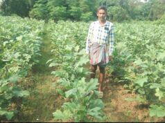 परंपरागत धान के बदले उद्यानिकी को अपनाया, प्रति एकड़ उत्पादन 21 क्विंटल से बढ़कर हुआ 155 क्विंटल