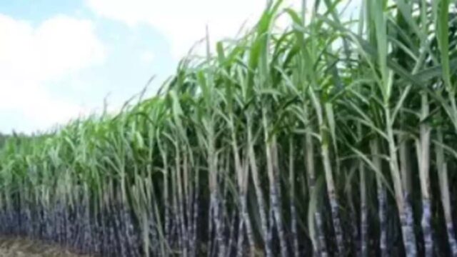 Cane_02.jpg