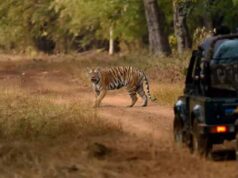 अत्यधिक तापमान के चलते नंदन वन जंगल सफारी पर ब्रेक, प्रशासन ने लिया बड़ा फैसला