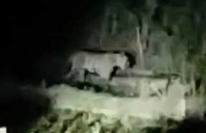 बाघ की दहशत से सहमे ग्रामीण, सूखी सेवनिया क्षेत्र में 15 दिन से बढ़ा खतरा