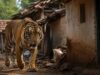 घर में घुसा बाघ बना काल, बांधवगढ़ में महिला की मौत; बचाने पहुंचे तीन लोग घायल