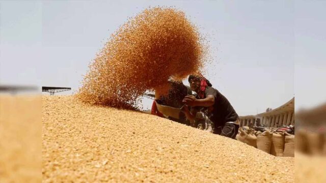 wheat_A_45_2-4.jpg