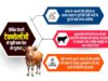 सेना के जवानों की प्रतिरोधक क्षमता बढ़ाएगा यूपी की देसी गायों के दूध से बना स्कॉयर फ्रीज ड्राइड योगर्ट पाउडर