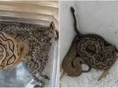 ढिकली गांव में सांपों का कुनबा बरामद, मां के साथ 22 नवजात रसेल वाइपर रेस्क्यू