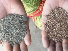 कोदो-कुटकी की खेती से बढ़ेगी आय और सेहत, किसानों के लिए बेहतर विकल्प