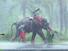 मानसून ने पकड़ी रफ्तार, देश में बारिश की शुरुआत; यूपी और बिहार के लिए बड़ा अपडेट